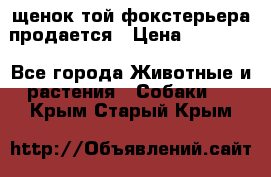 щенок той-фокстерьера продается › Цена ­ 25 000 - Все города Животные и растения » Собаки   . Крым,Старый Крым